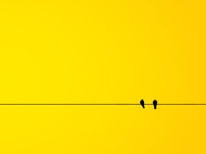 birds, wallpaper hd, 4k wallpaper, wallpaper 4k, cool backgrounds, laptop wallpaper, 4k wallpaper 1920x1080, desktop backgrounds, hd wallpaper, minimalism, yellow, free background, mac wallpaper, background, free wallpaper, nature, beautiful wallpaper, full hd wallpaper, windows wallpaper, banner