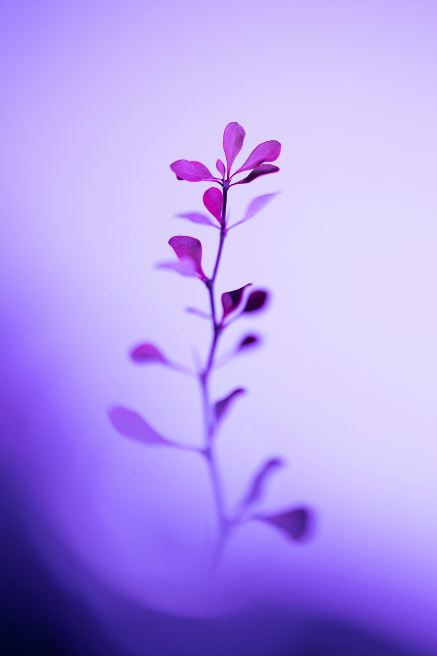 A delicate flower stem with purple petals against a soft gradient purple background in minimalist style.
